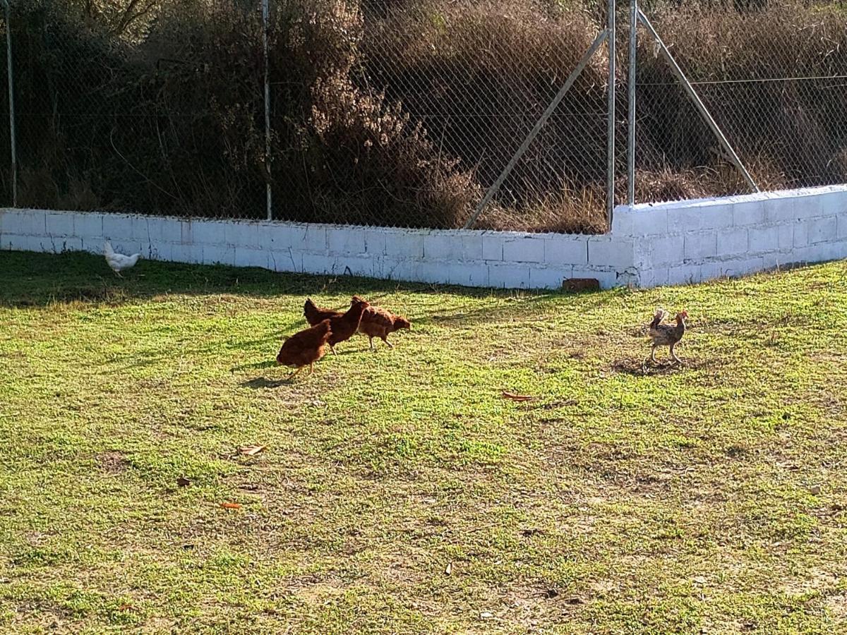 Casa De Campo Los Manueles Ideal Perros Pet Friendly Gojar 외부 사진