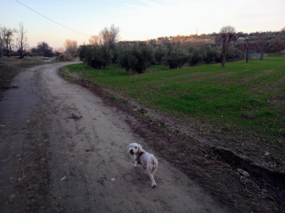 Casa De Campo Los Manueles Ideal Perros Pet Friendly Gojar 외부 사진